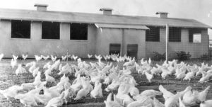 Arcadia Chicken Facility