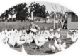 Old vintage picture of Prince Erik holding a chicken in this chicken coop.
