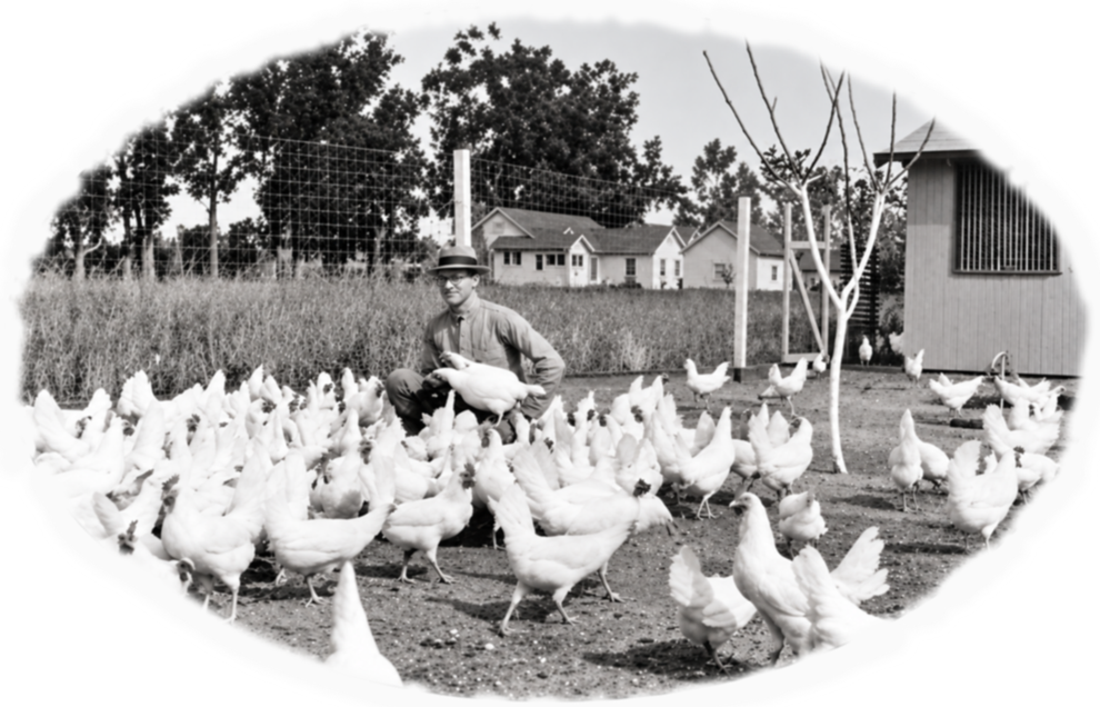 Old vintage picture of Prince Erik holding a chicken in this chicken coop.